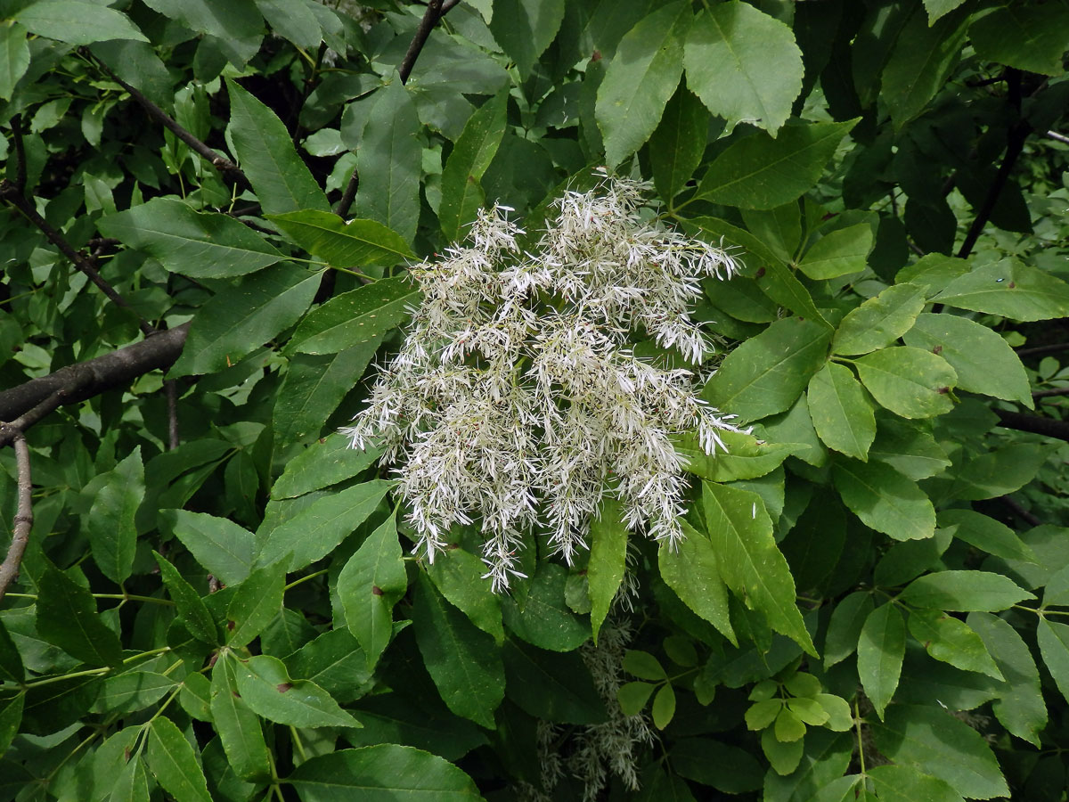 Jasan zimnář (Fraxinus ornus L.)