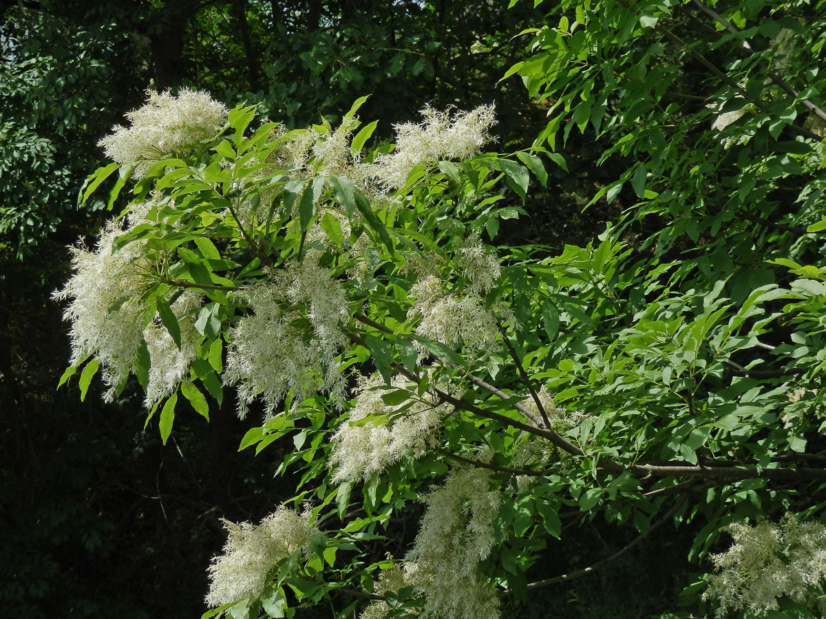 Jasan zimnář (Fraxinus ornus L.)