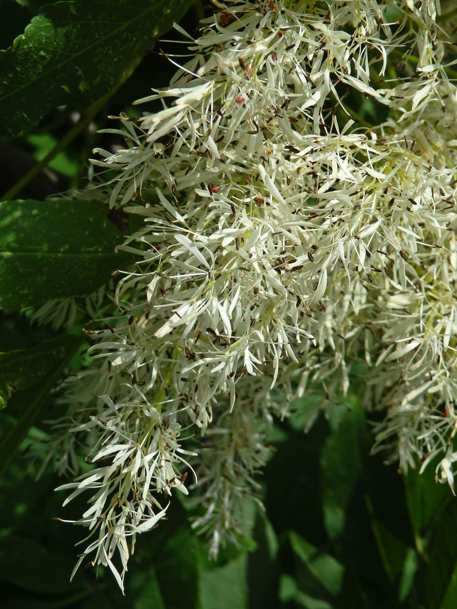 Jasan zimnář (Fraxinus ornus L.)