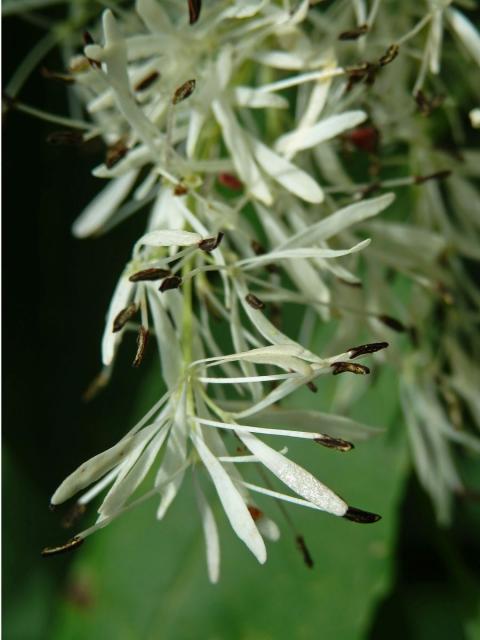 Jasan zimnář (Fraxinus ornus L.)