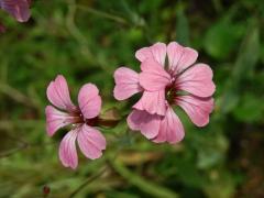 Kravinec polní (Vaccaria hispanica (P. Mill.) Rauschert), zdvojený květ (1a)