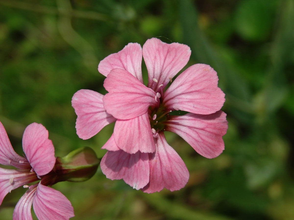 Kravinec polní (Vaccaria hispanica (P. Mill.) Rauschert), zdvojený květ (1b)