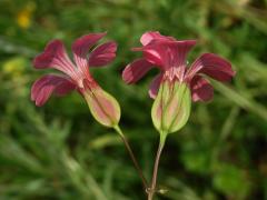 Kravinec polní (Vaccaria hispanica (P. Mill.) Rauschert), zdvojený květ (1c)