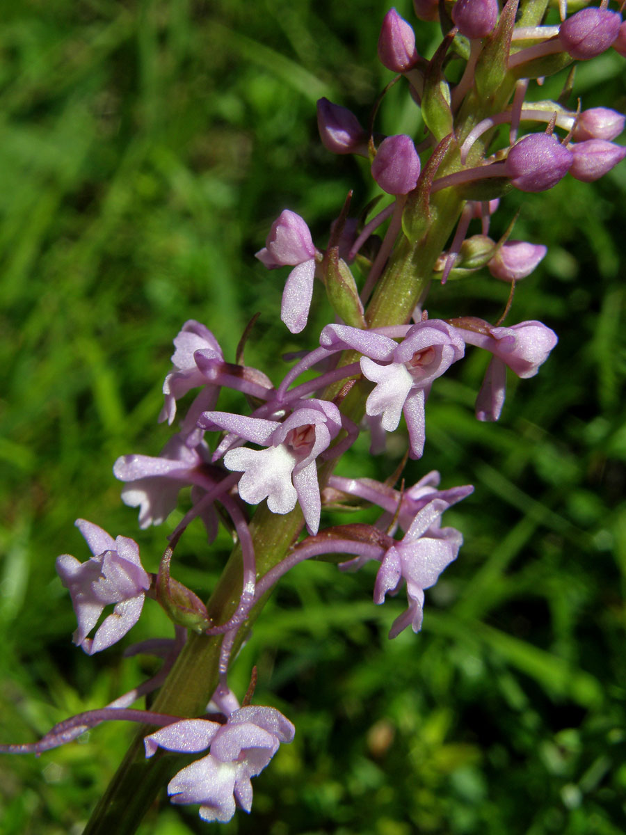 Pětiprstka žežulník (Gymnadenia conopsea (L.) R. Br.)