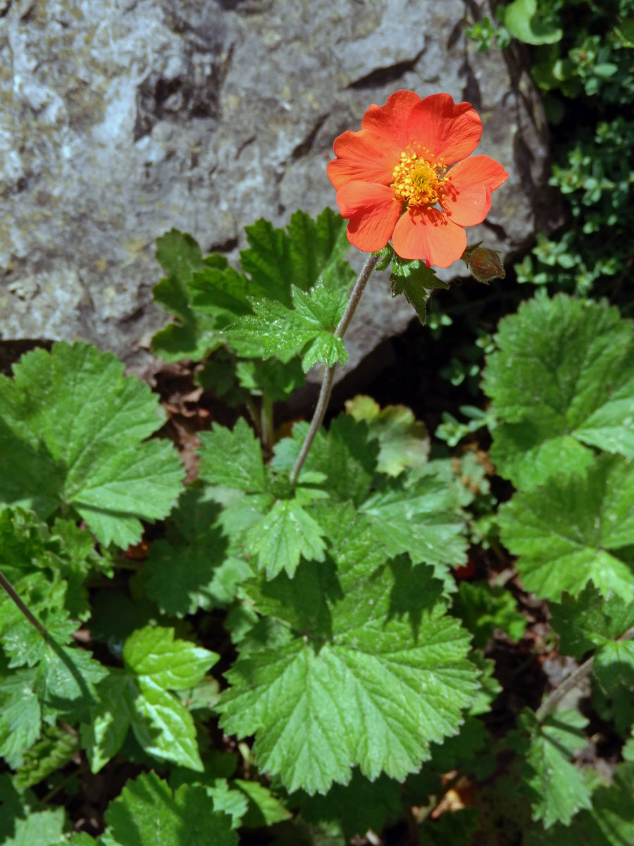 Kuklík šarlatový (Geum coccineum Sibth. & Sm.)