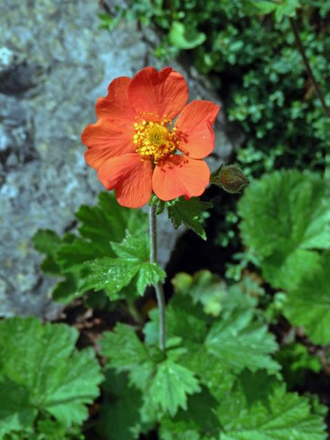 Kuklík šarlatový (Geum coccineum Sibth. & Sm.)