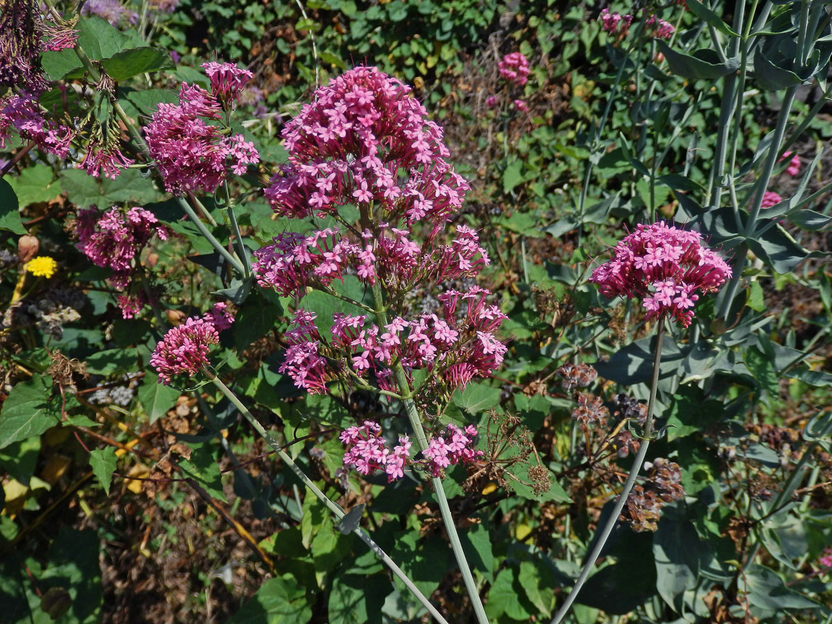 Mavuň červená (Centranthus ruber (L.) DC.)