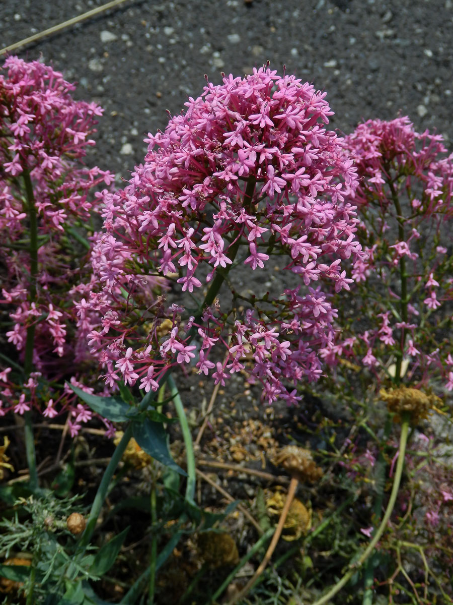 Mavuň červená (Centranthus ruber (L.) DC.)