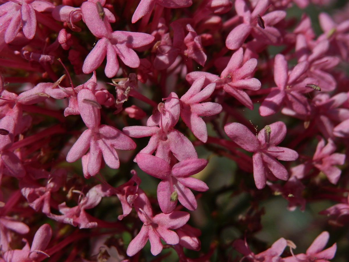 Mavuň červená (Centranthus ruber (L.) DC.)