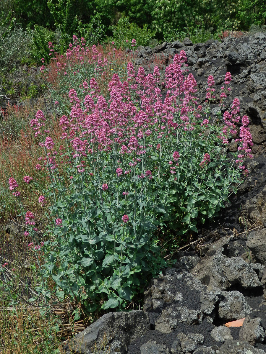 Mavuň červená (Centranthus ruber (L.) DC.)