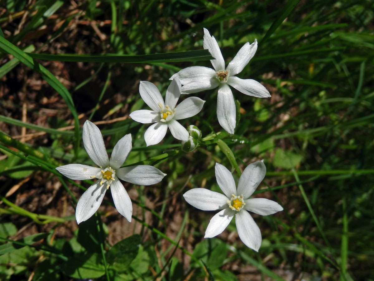 Snědek chocholičnatý (Ornithogalum umbellatum L.)