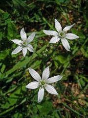 Snědek chocholičnatý (Ornithogalum umbellatum L.)