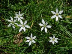 Snědek chocholičnatý (Ornithogalum umbellatum L.)