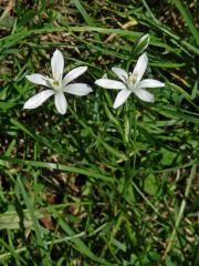 Snědek chocholičnatý (Ornithogalum umbellatum L.)