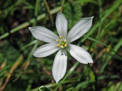 Snědek chocholičnatý (Ornithogalum umbellatum L.)