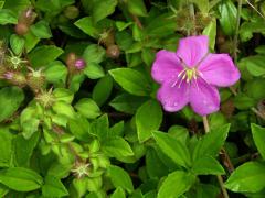 Dissotis rotundifolia (Sm.) Triana