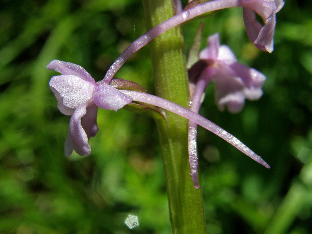 Pětiprstka žežulník (Gymnadenia conopsea (L.) R. Br.)