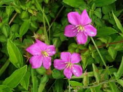 Dissotis rotundifolia (Sm.) Triana