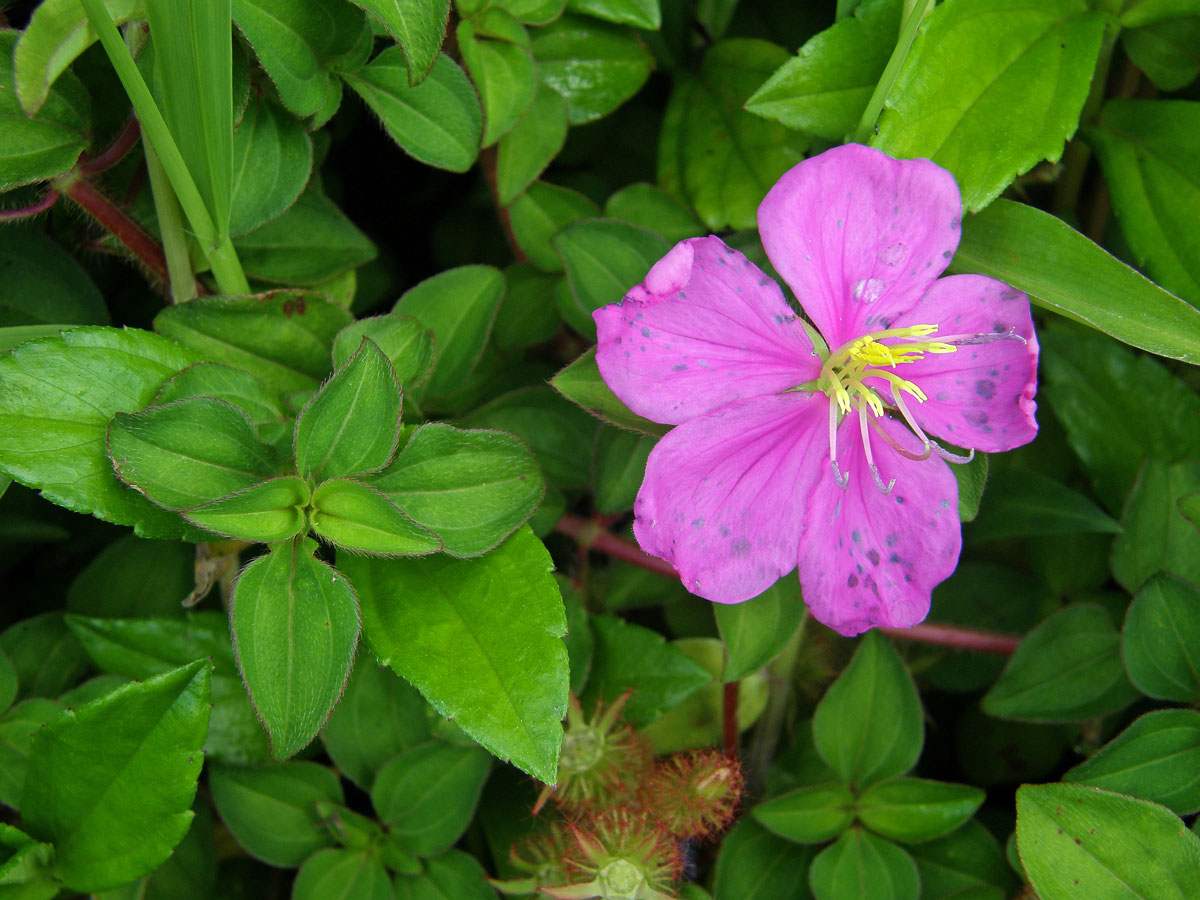 Dissotis rotundifolia (Sm.) Triana