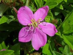 Dissotis rotundifolia (Sm.) Triana