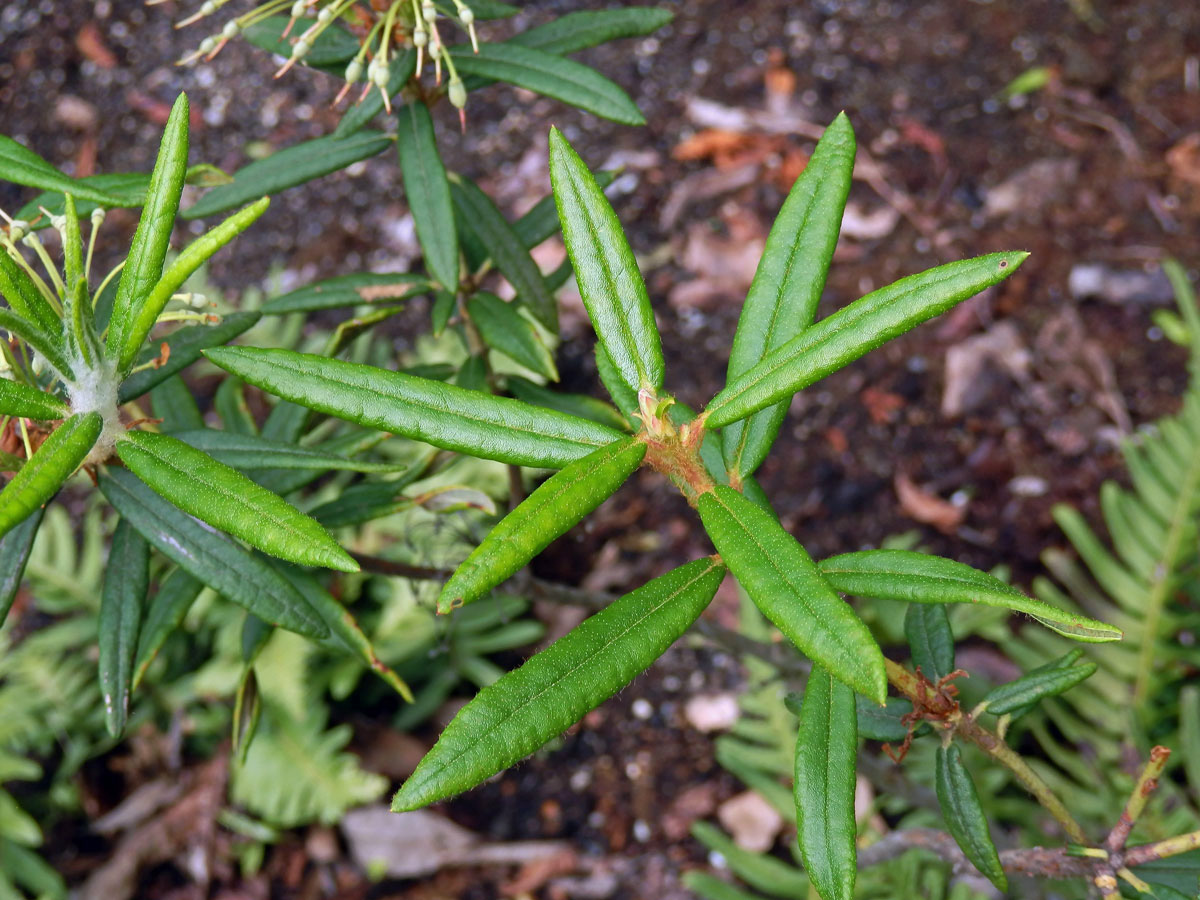 Rojovník bahenní (Ledum palustre L.)