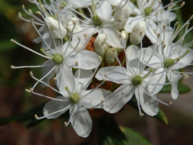 Rojovník bahenní (Ledum palustre L.)