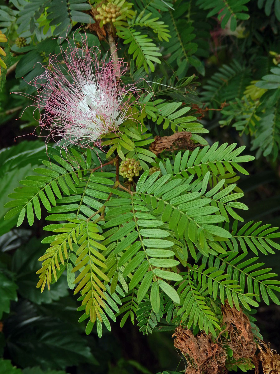 Calliandra surinamensis Benth.