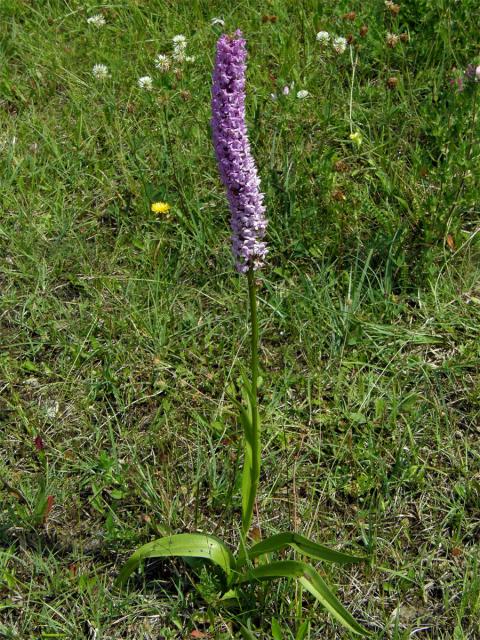 Pětiprstka hustokvětá (Gymnadenia densiflora (Wahlenb) A. Dietrich)