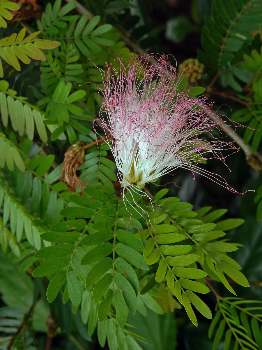 Calliandra surinamensis Benth.