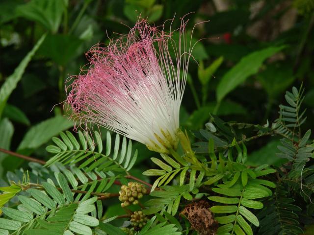 Calliandra surinamensis Benth.