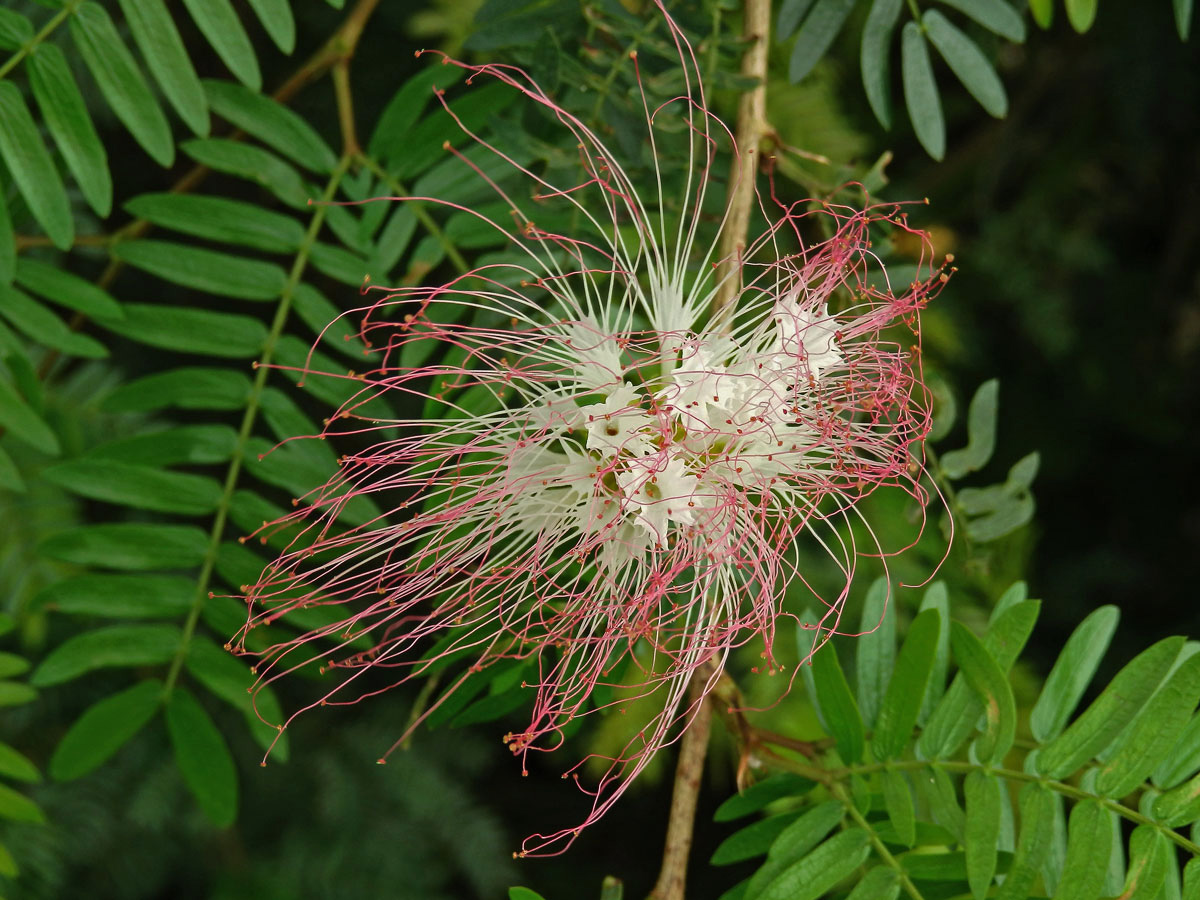 Calliandra surinamensis Benth.