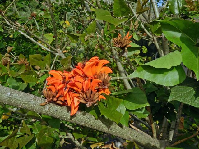 Zarděnice (Erythrina velutina Willd.)