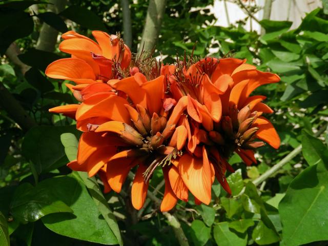 Zarděnice (Erythrina velutina Willd.)