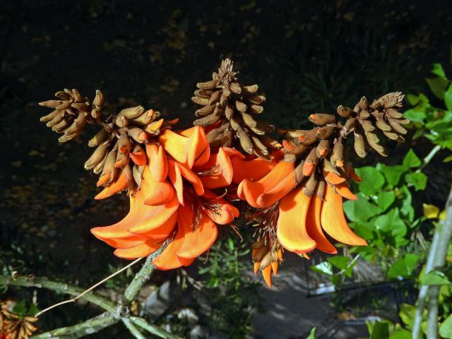 Zarděnice (Erythrina velutina Willd.)