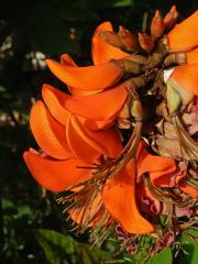 Zarděnice (Erythrina velutina Willd.)