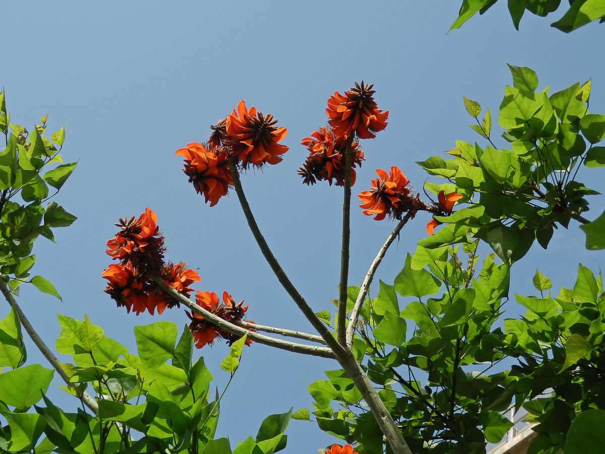 Zarděnice (Erythrina velutina Willd.)