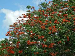 Zarděnice (Erythrina velutina Willd.)