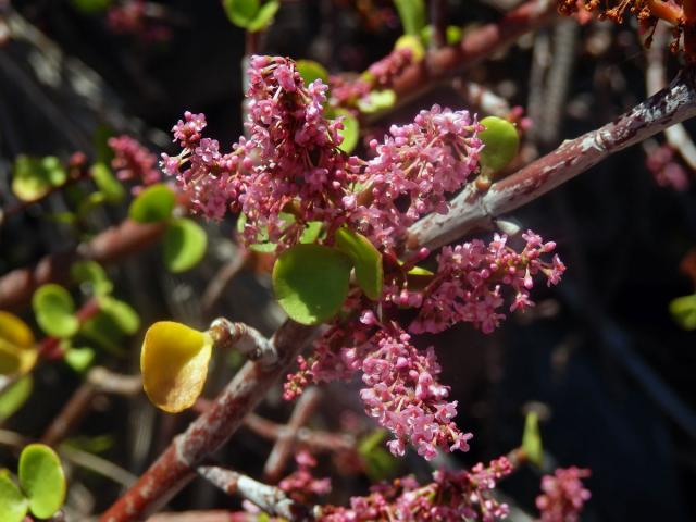 Portulacaria afra (L.) Jacq.