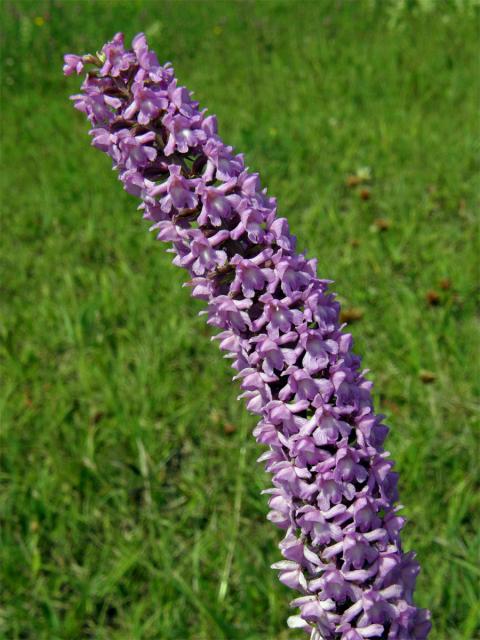 Pětiprstka hustokvětá (Gymnadenia densiflora (Wahlenb) A. Dietrich)