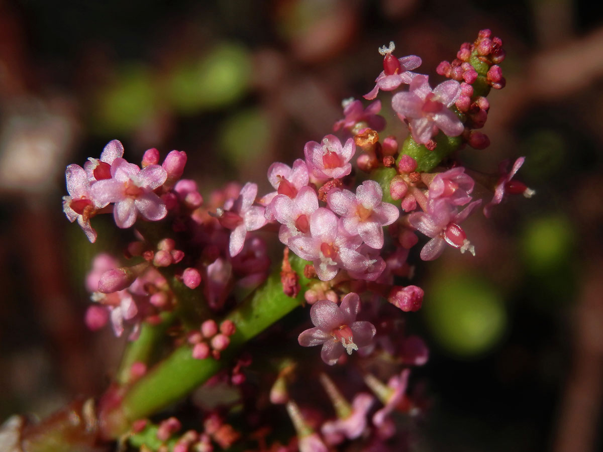 Portulacaria afra (L.) Jacq.