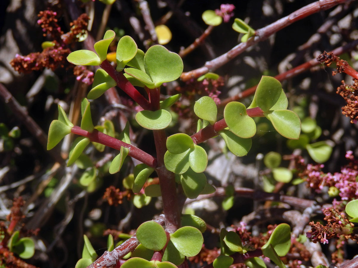 Portulacaria afra (L.) Jacq.