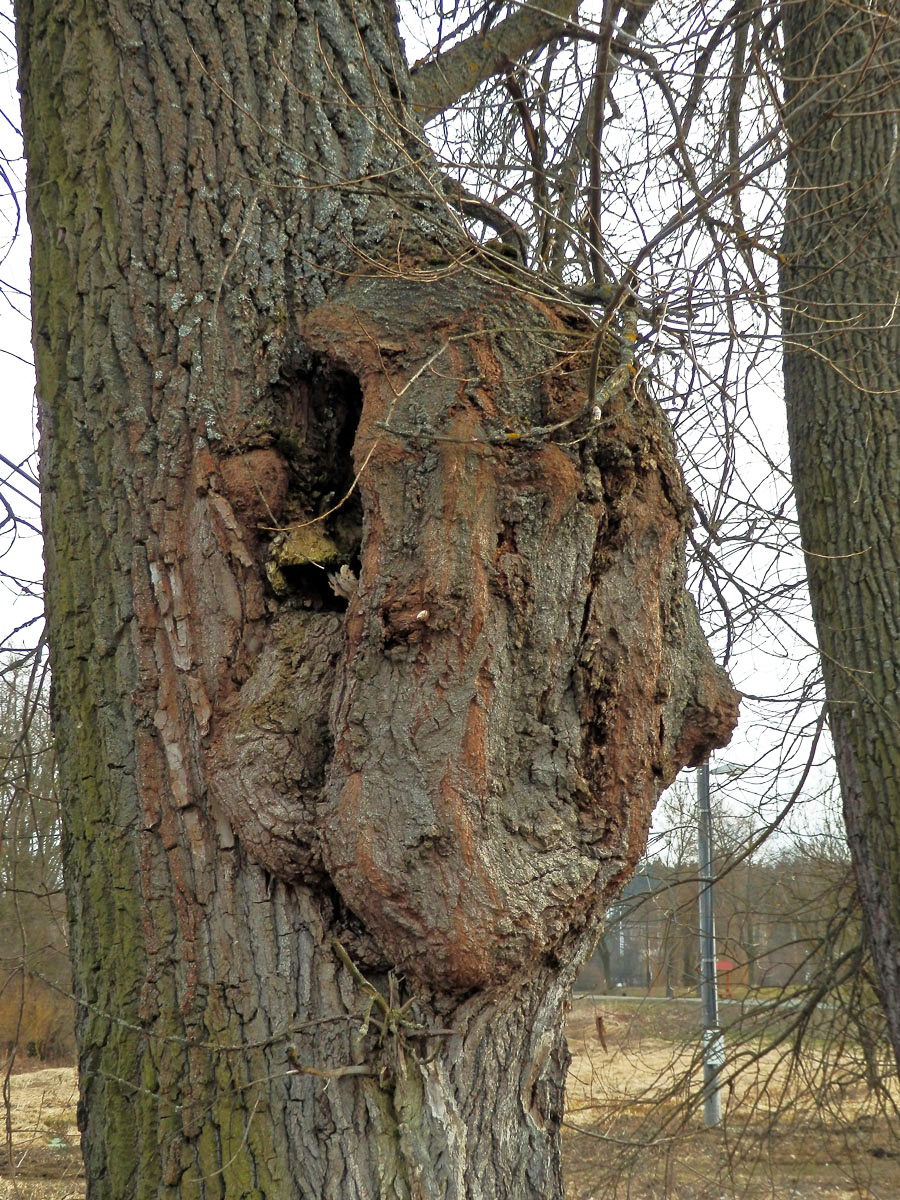 Nádor na topolu černém (Populus nigra L.) (1d)