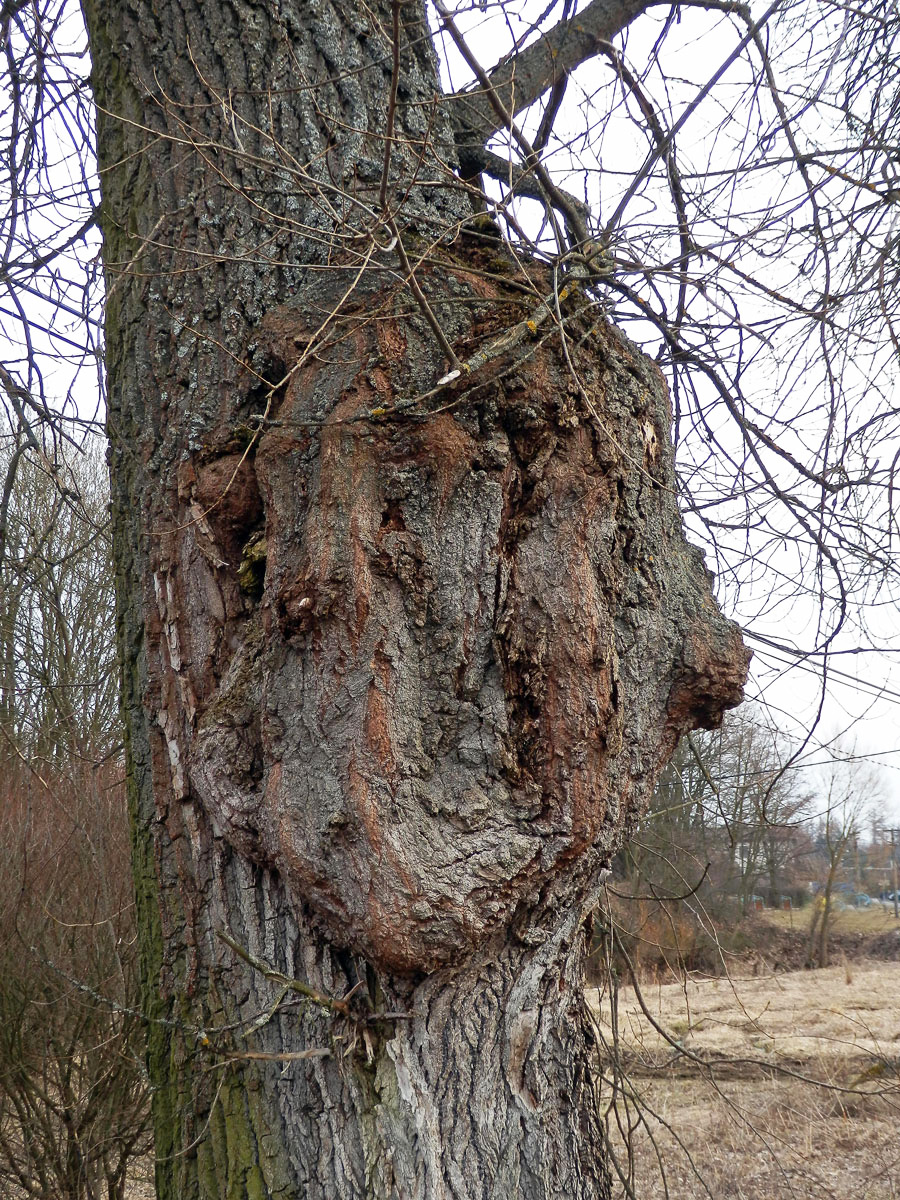 Nádor na topolu černém (Populus nigra L.) (1c)