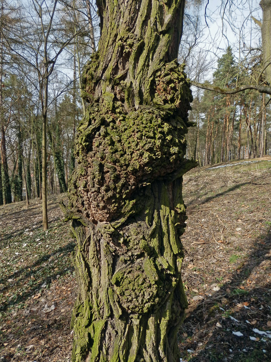 Tumory na akátu (Robinia pseudoacacia L.) (10a)