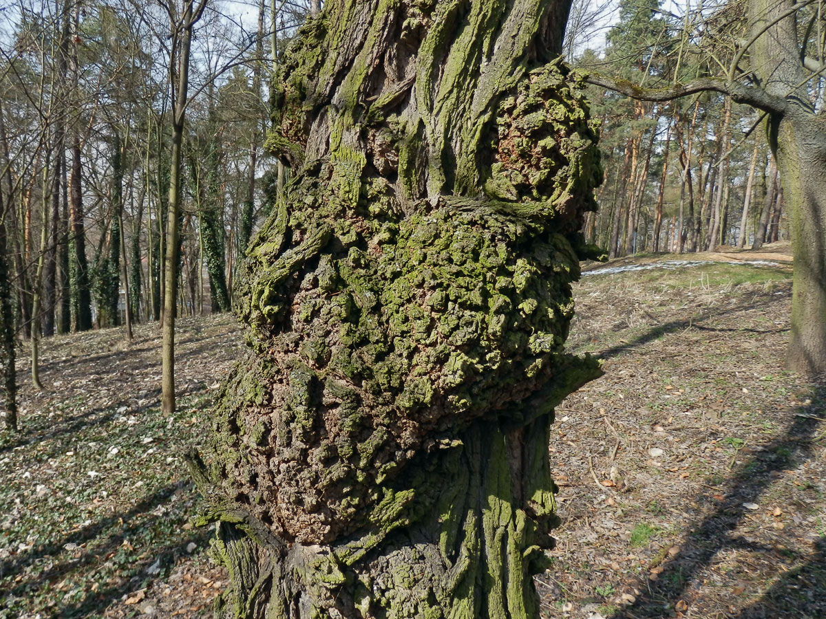 Tumory na akátu (Robinia pseudoacacia L.) (10b)