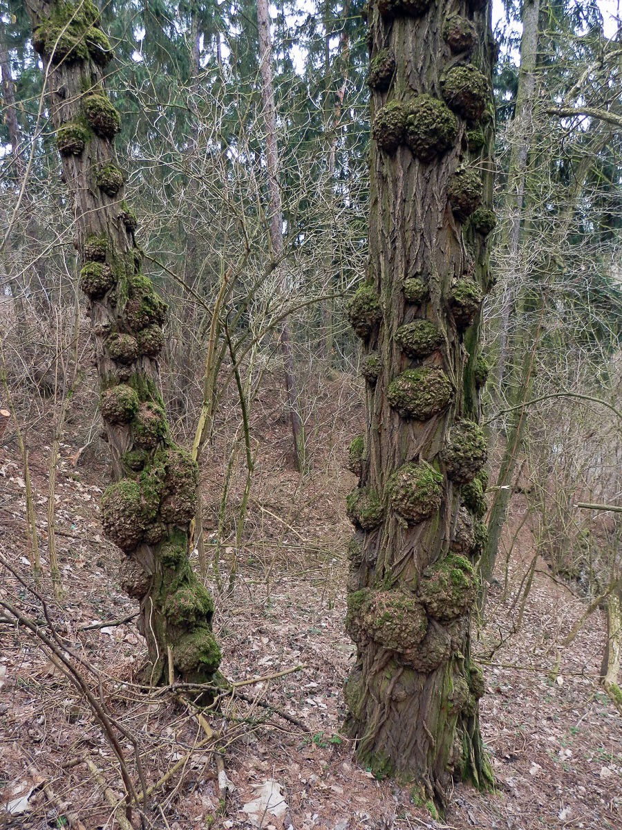 Tumory na akátu (Robinia pseudoacacia L.) (11a)