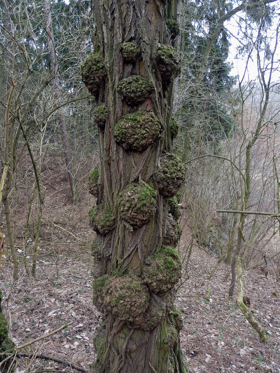 Tumory na akátu (Robinia pseudoacacia L.) (11b)