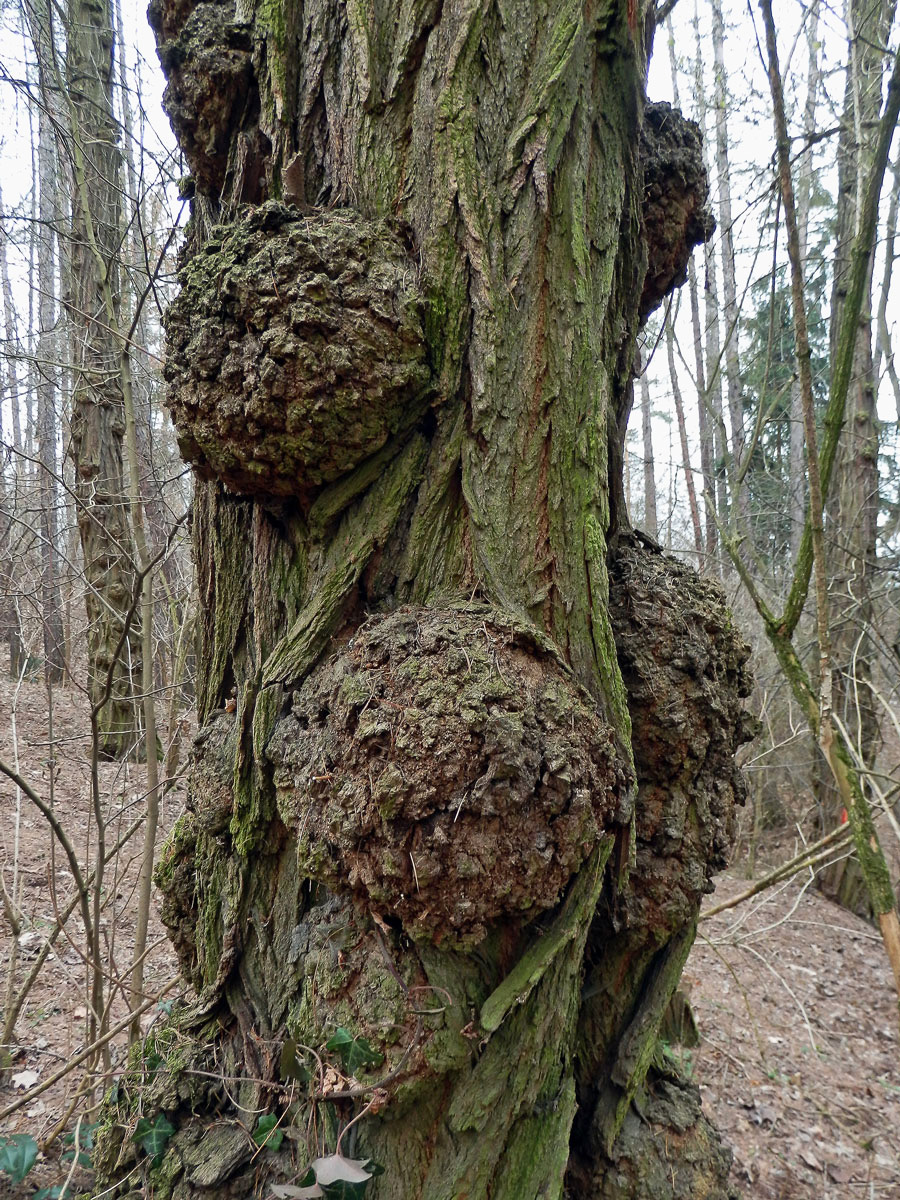 Tumory na akátu (Robinia pseudoacacia L.) (12b)