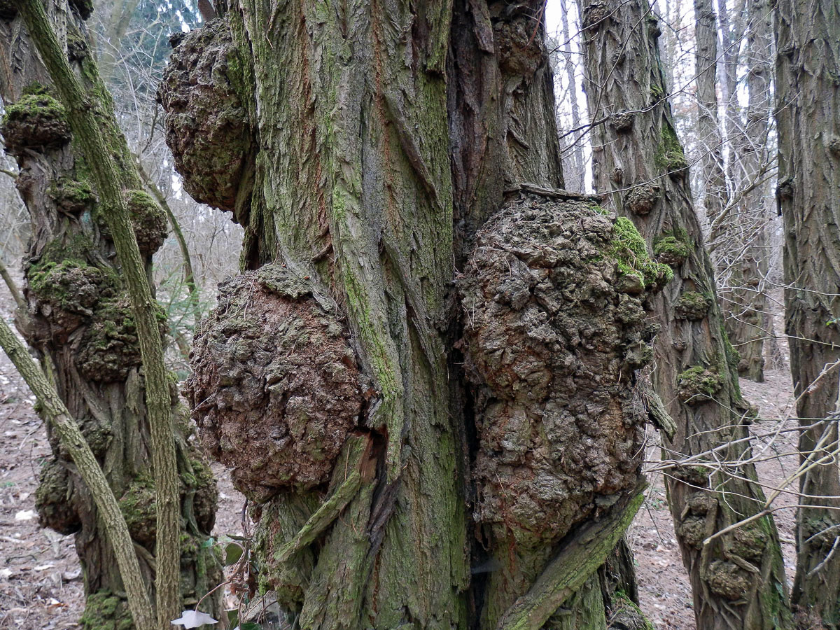 Tumory na akátu (Robinia pseudoacacia L.) (12c)