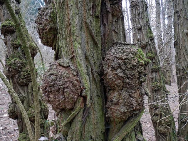 Tumory na akátu (Robinia pseudoacacia L.) (12c)